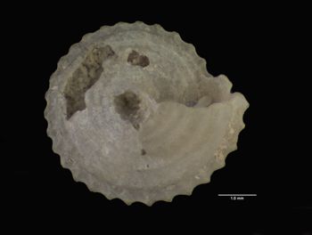 Media type: image; Malacology 7569